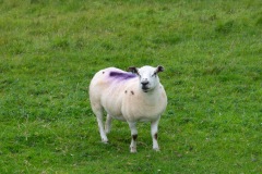 IMG_4762