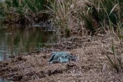 Walking along the river, we came across this guy. It felt a bit strange because he was staring at us.