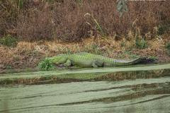 American alligator partially submerged in calm waters of Brazos Bend State Park.