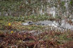 Wild American alligator resting among swamp vegetation in Brazos Bend State Park near Houston.