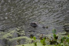 Classic Texas swamp scene—alligator gliding silently across water near Houston.