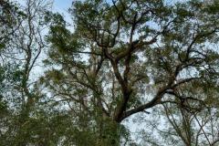 Marsh and swamp scenery along the Brazos River in Texas.