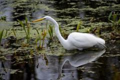 White Great Egret hunting in wetlands of Brazos Bend State Park near Houston.