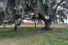 Large oak tree with hanging Spanish moss in Brazos Bend.