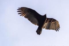 Large vulture soaring above Brazos Bend State Park.