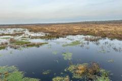 Water birds in the swamp area near the Brazos River.