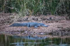 wild-alligator-near-houston-texas-800x600-1
