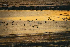 Temple-Beach-01