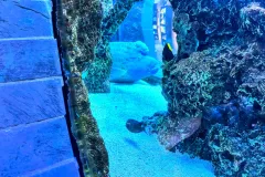 Dallas-World-Aquarium-egzotyczne-ryby
