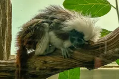 cotton-top-tamarin-dallas-aquarium
