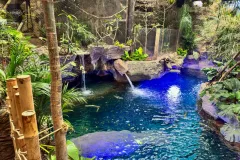 dallas-world-aquarium-rainforest-walkway