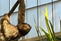 sloth-dallas-world-aquarium