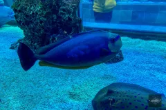 tropical-fish-ray-dallas-world-aquarium