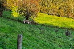 IMG_6836