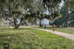 Nature trail under oak trees with Spanish moss in Texas