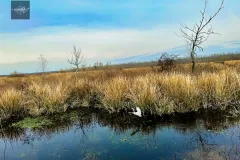 White bird flying above Texas wetlands and marsh landscape