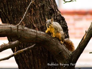 Squirrel in Buffalo Bayou Park in Houston