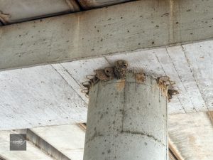 Bat colony under bridge at Buffalo Bayou Park Houston