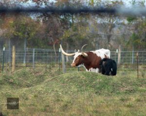 Texas Longhorn cattle grazing on NASA grounds in Houston