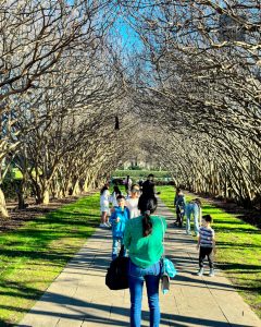 Tree tunnel walkway at Dallas Arboretum and Botanical Garden