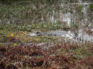 Wild American alligator resting among swamp vegetation in Brazos Bend State Park near Houston.