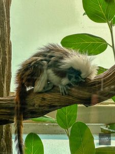 Cotton-top tamarin resting on a branch at the Dallas World Aquarium