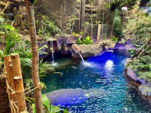 Elevated rainforest walkway inside the Dallas World Aquarium with visitors exploring lush tropical surroundings