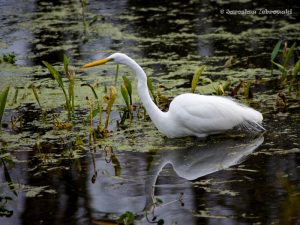 White Great Egret hunting in wetlands of Brazos Bend State Park near Houston.