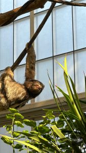 Sloth hanging from a branch inside the Dallas World Aquarium rainforest exhibit