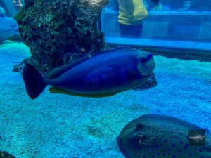 Large tropical fish and spotted ray swimming in the Dallas World Aquarium marine exhibit