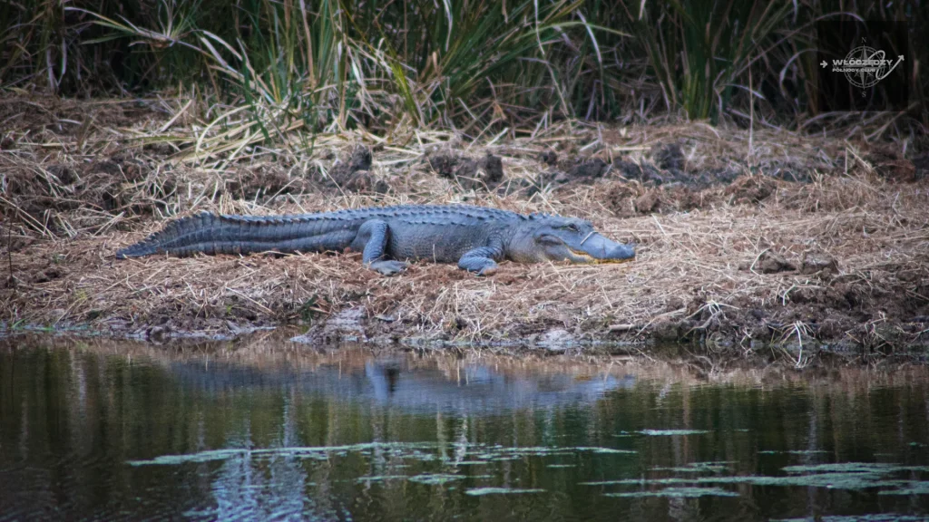 Alligator on the river bank