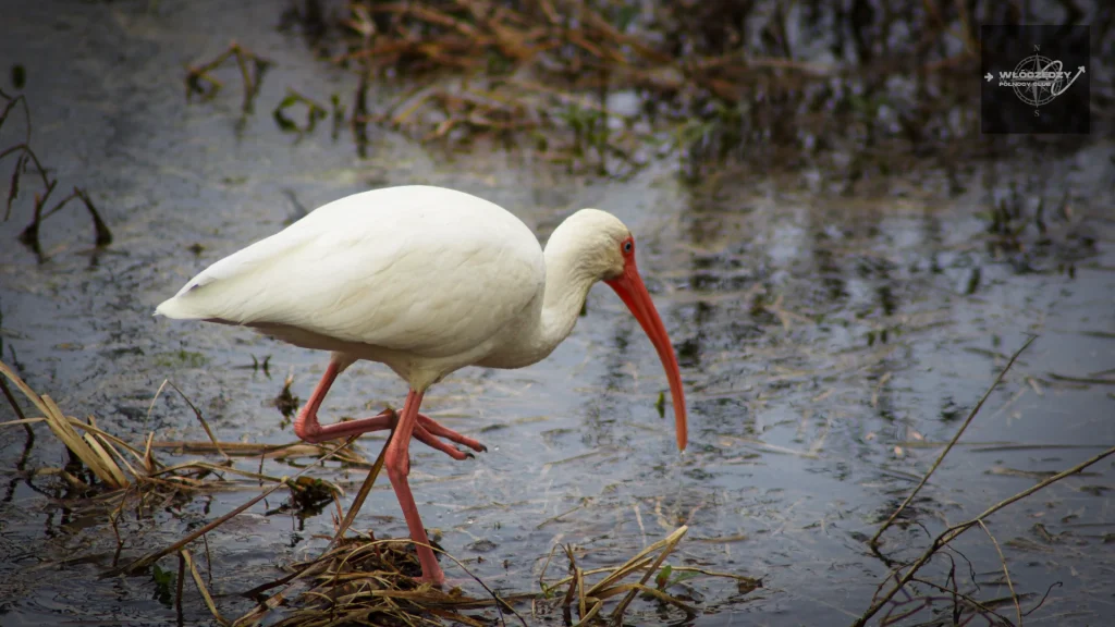 Brazos Bend State Park, White Ibis