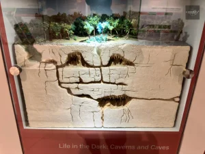 Geological cross-section of the island