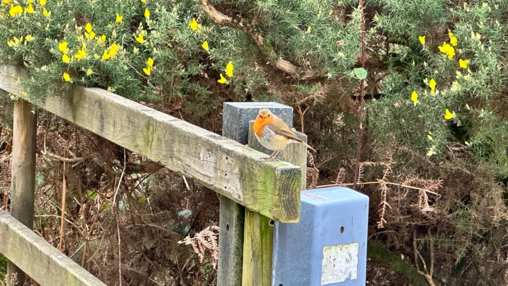 Robin bird sitting on branch in Glendalough forest
