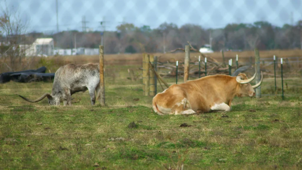 Texas Longhorns in NASA Meadows