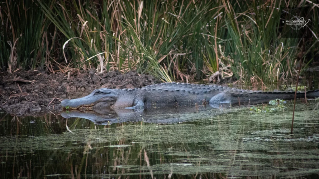 The alligator, king of Texas rivers