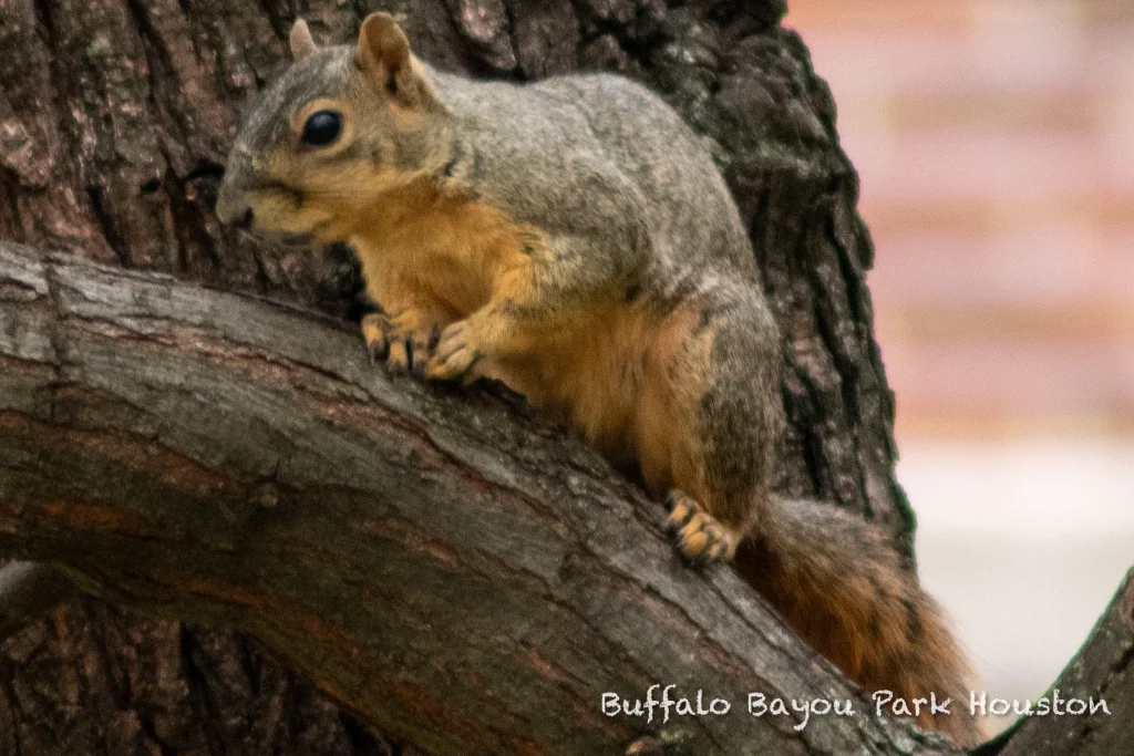 A squirrel in Houston's Buffalo Bayou Park